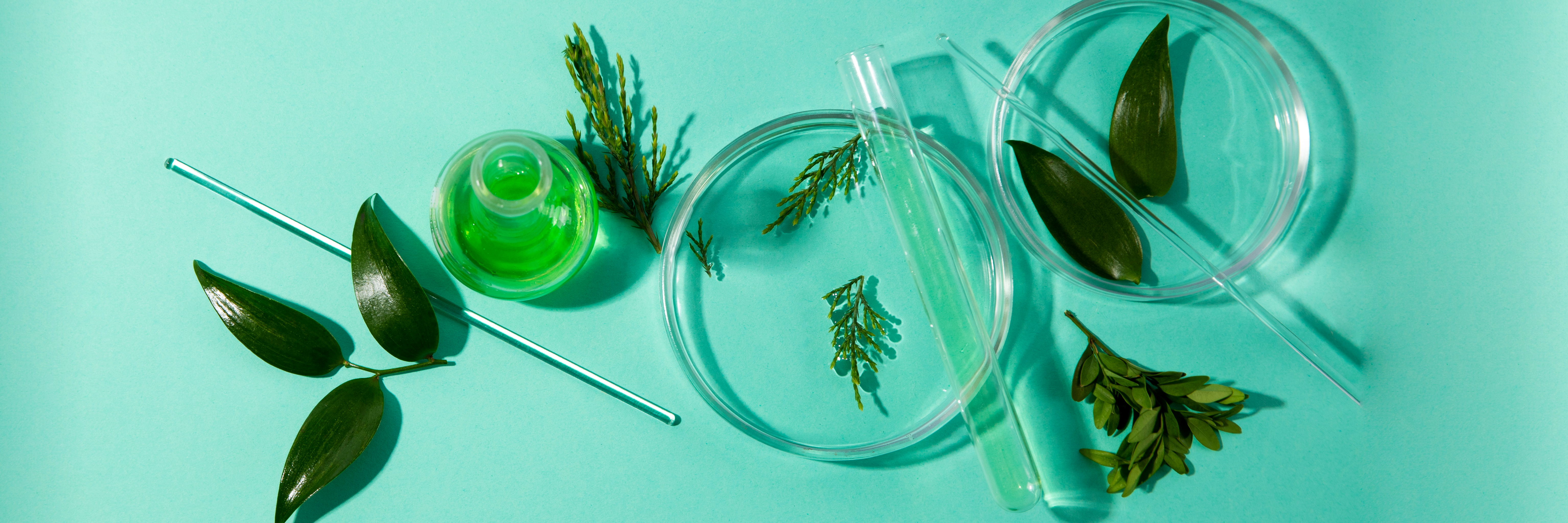 Wybór roślin egzotycznych